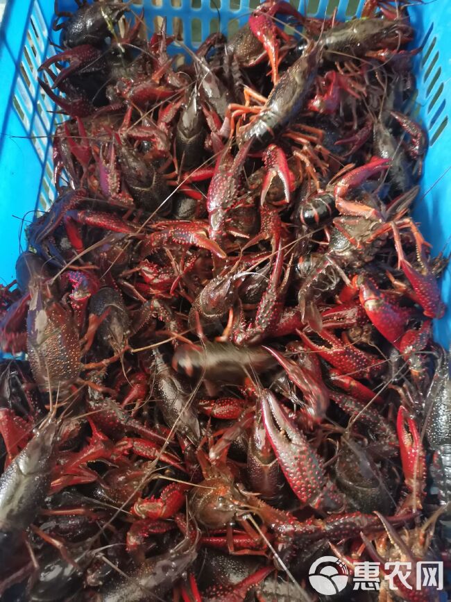 洪湖清水小龙虾，活鲜物流直发，支持线上担保、视频验货！