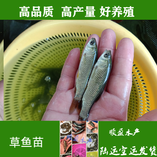 广州 草鱼苗抗病毒，生长速度快