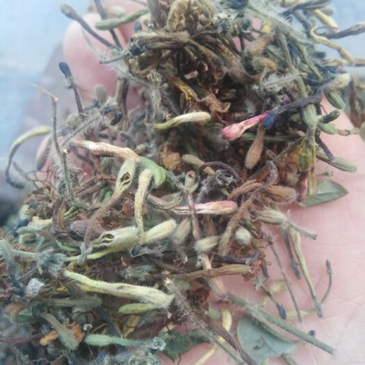旺苍县 四川广元大山里的金银花，统干货带毛的花，品质好价实，香味浓