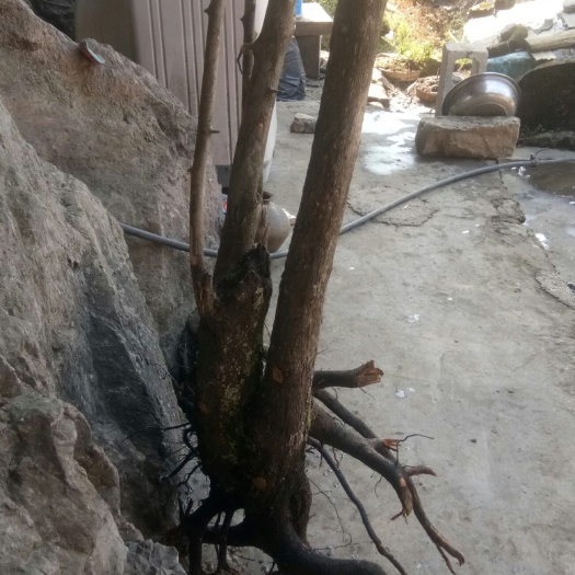 龙山县根雕 金弹子树