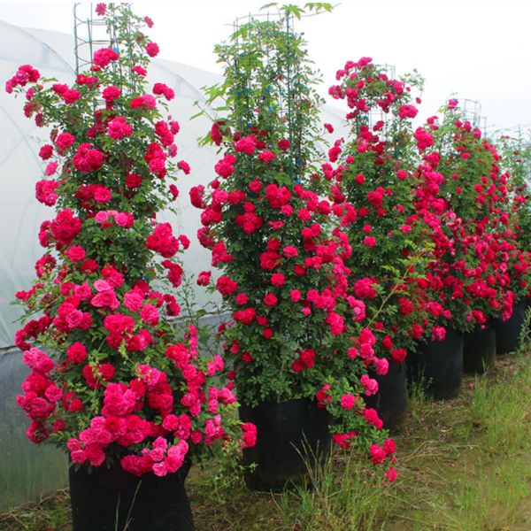 红花蔷薇  木香花黄木香花苗红木香苗浓香花卉七里香阳台爬藤蔷