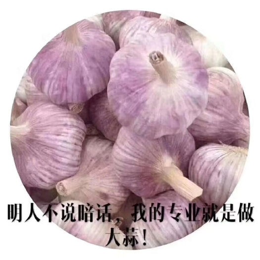 金乡县 金乡大蒜又落价了