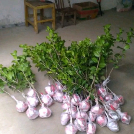 咸宁 茶花苗茶花树苗山茶花批发零售