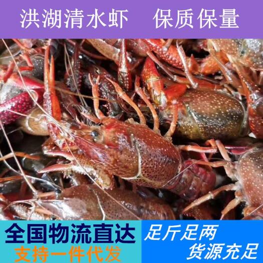 潜江市小龙虾  湖北清水虾，规格硬，质量好，塘口直供