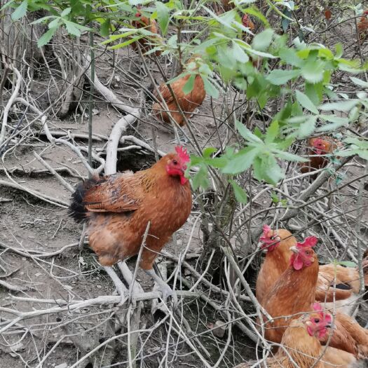 永顺县 正宗湘西散养鸡，喂食五谷杂粮，活动量大，肉质细腻
