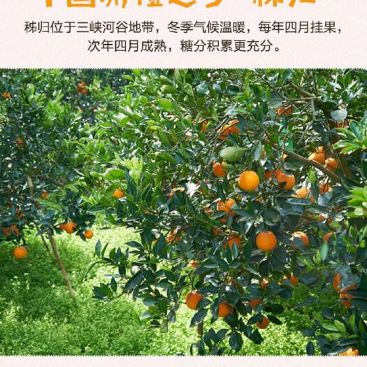 秭归县伦晚脐橙 伦晚橙🍊
颠覆你的认知，一款春天成熟的橙