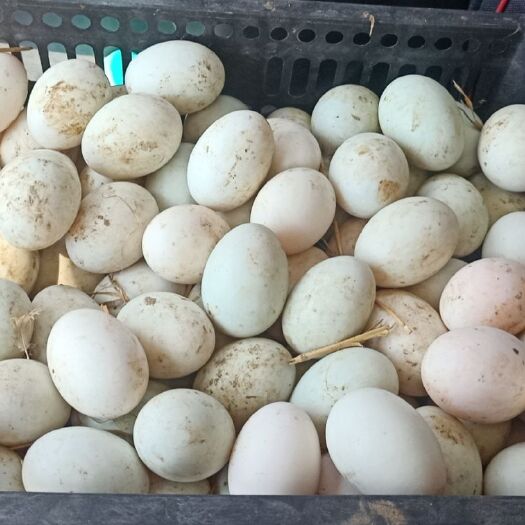 商水县白鸭蛋  新鲜鸭蛋