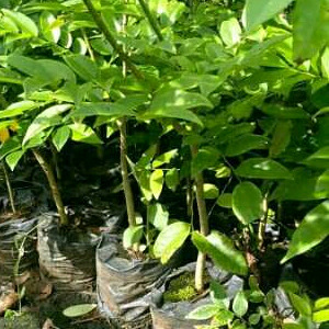 海口黄金梨苗  正宗海南黄花梨苗(降香黄檀)名贵树苗高度50到7