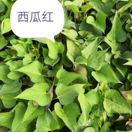 尉氏县商薯19红薯苗 龙九  商薯19  西瓜红