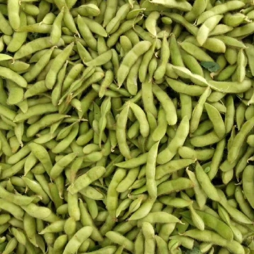 芜湖小毛豆 ，产地直供一手货源，可视频看货质量保障