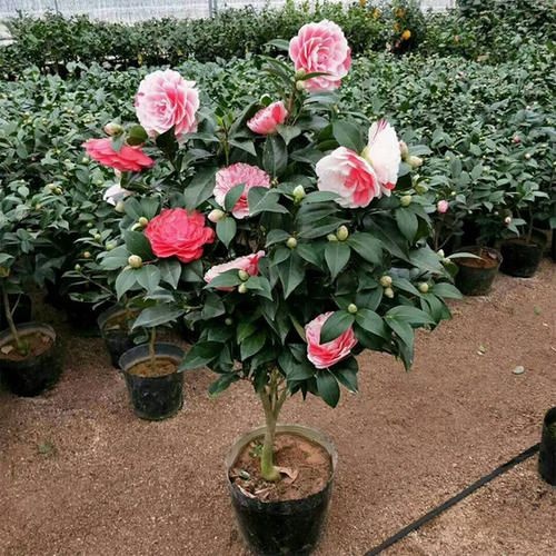 漳平市茶花苗  五色茶花，香妃，赤丹，金花茶