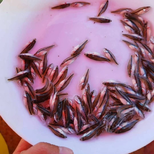 广州 加洲鲈鱼苗