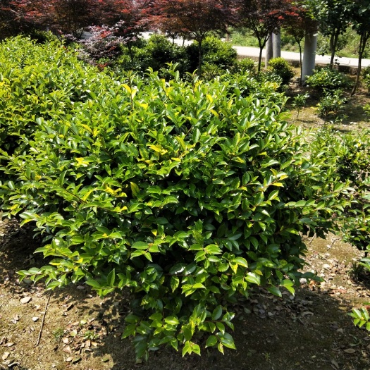 洪江市 精品茶梅球:自家的有需要的老板联系我