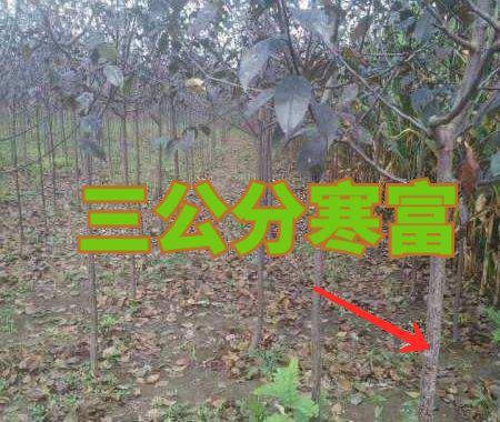 寒富苹果树苗 基地直发，自培自育，根系发达，成活率高，包对版