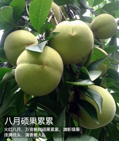 衡阳菁香桃