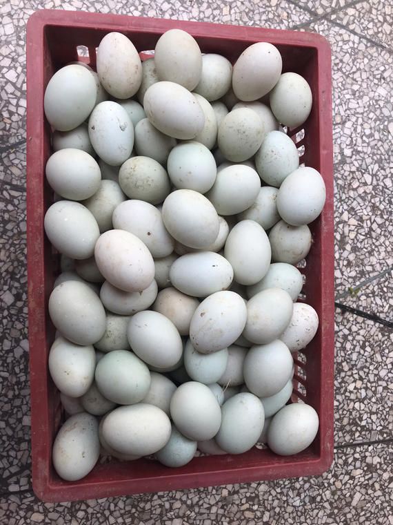 湖南土鸭蛋受精鸭蛋批发
