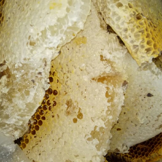 盐边县 深山土蜂蜜