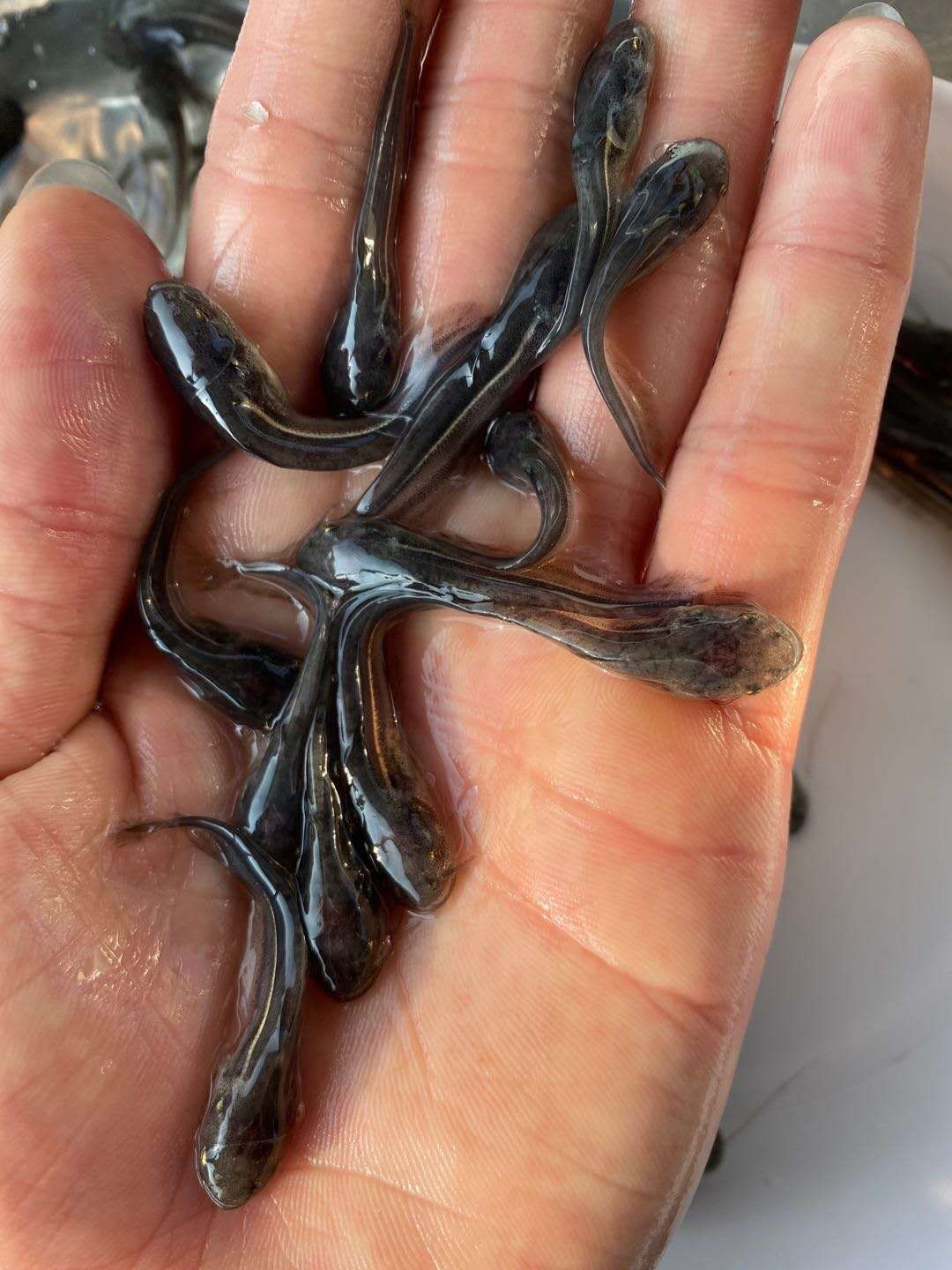  鱼场直销，很漂亮的大口鲢鱼苗，规格齐全，价格合理