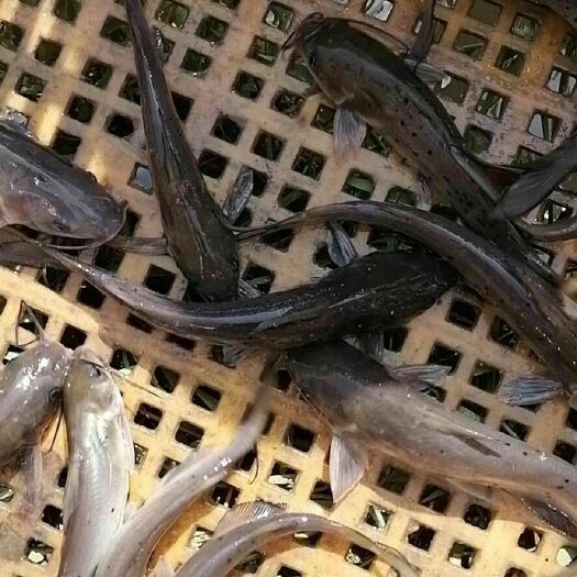 武汉叉尾鮰鱼 大量池塘叉尾鮰，规格0.2-1.5斤。大量有货。