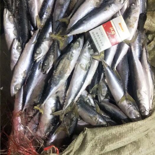 荣成市 3-5个头的鲐鲅鱼