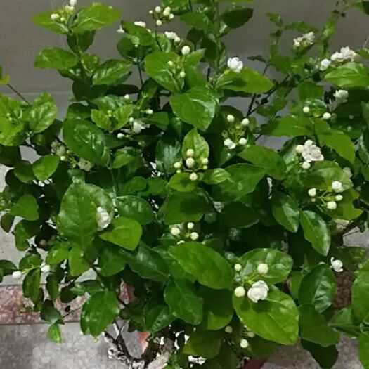 茉莉花盆栽 四季重瓣茉莉花苗 茉莉花卉阳台室内庭院绿