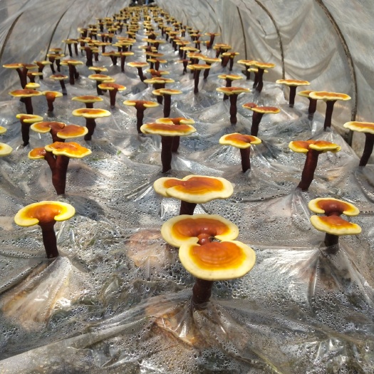 金寨县椴木赤芝 椴木赤灵芝，产自大别山山区，三萜和多糖含量高