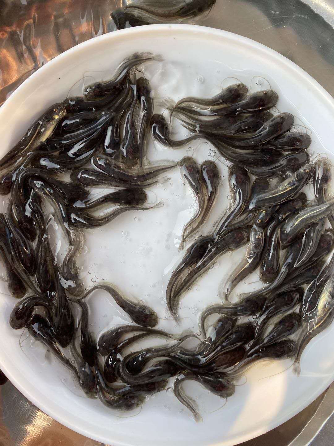  鱼场直销，很漂亮的大口鲢鱼苗，规格齐全，价格合理