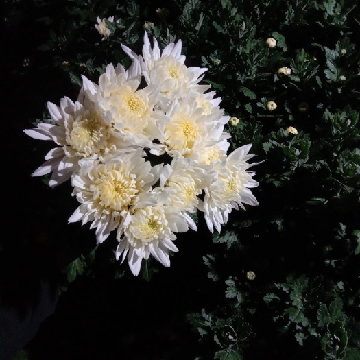 新沂市白菊花苗