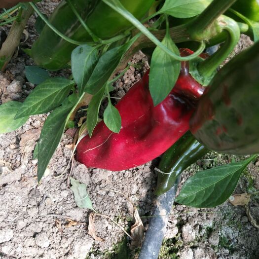 淮安 早春红椒预售上市，基地种植，厚皮红椒