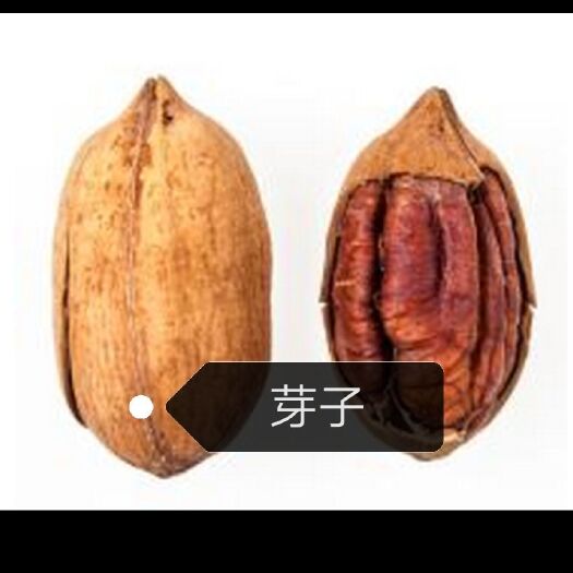 寿县 碧根果芽子奶香味