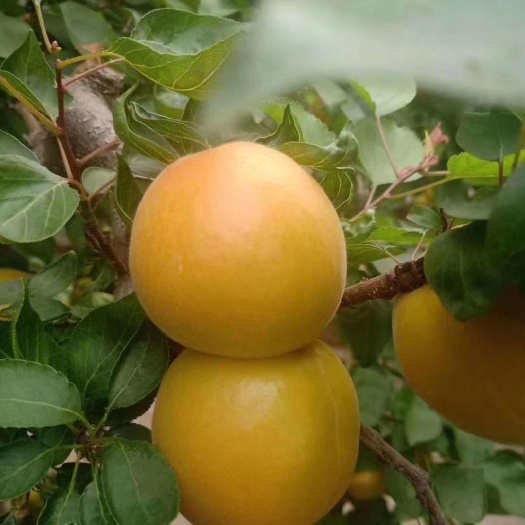 大荔县 金太阳杏