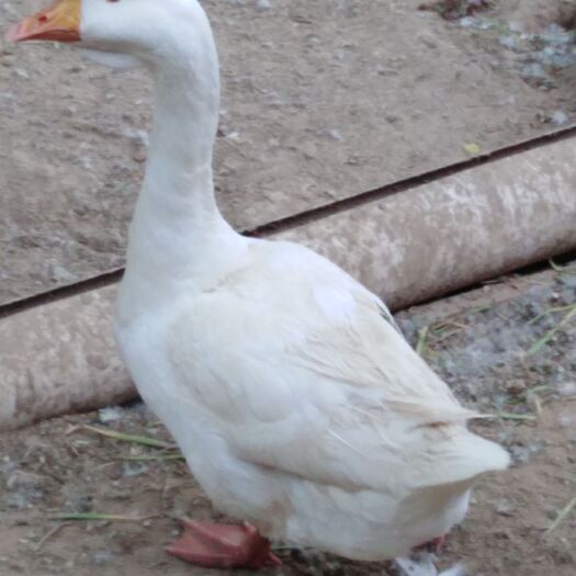 宁津县 散养大鹅，三花鹅