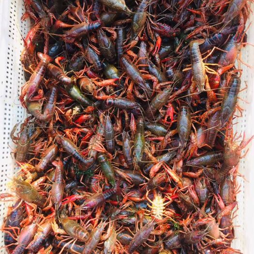 重庆市 小龙虾出售，虾苗出售，
