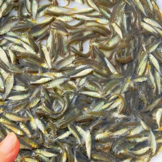 博罗县 淡水活体草鱼苗