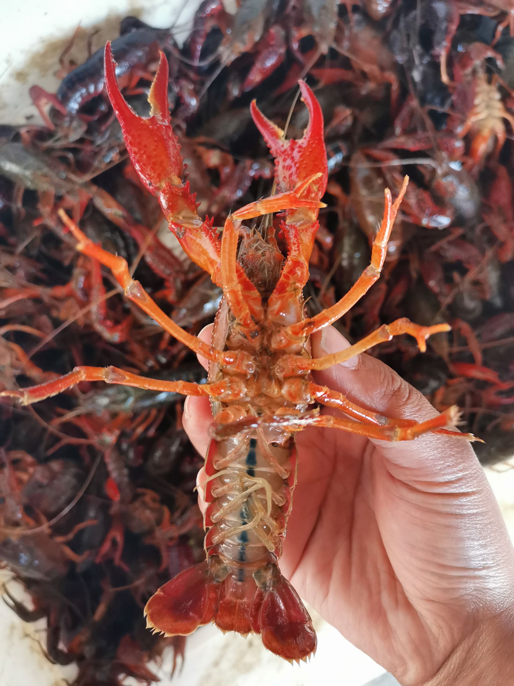 洪湖市清水小龙虾，活鲜物流直发，支持线上担保、视频验货！