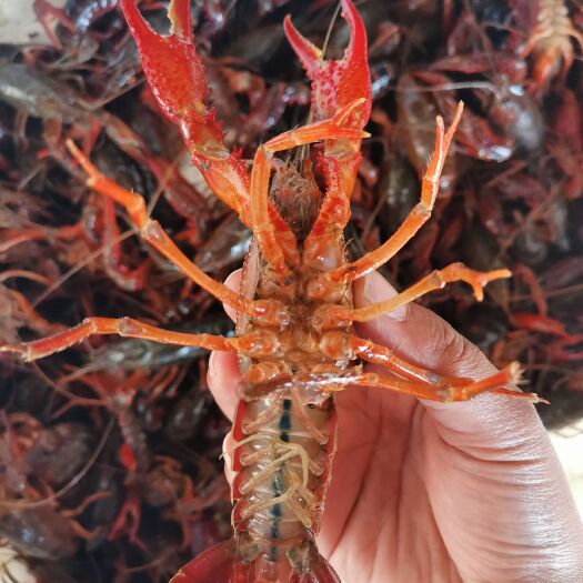 洪湖市洪湖清水小龙虾，活鲜物流直发，支持线上担保、视频验货！