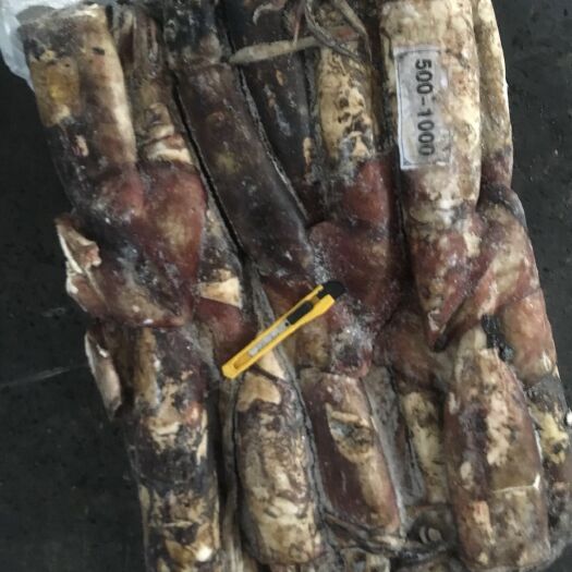 荣成市冷冻鱿鱼 印度洋鱿鱼各种规格都有