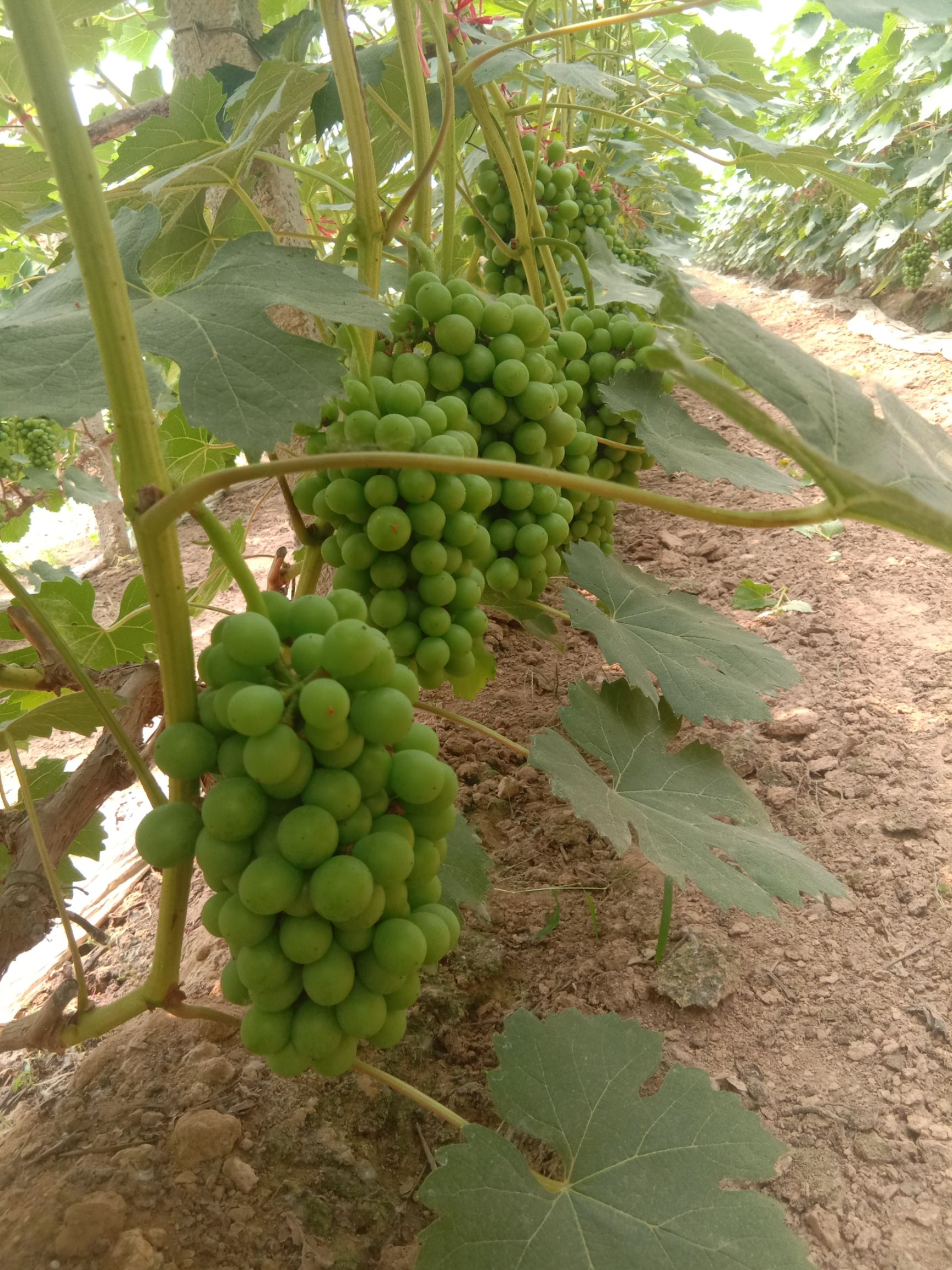 营养钵/营养杯  大量供应营养钵葡萄苗夏黑维多利亚甜蜜蓝宝石