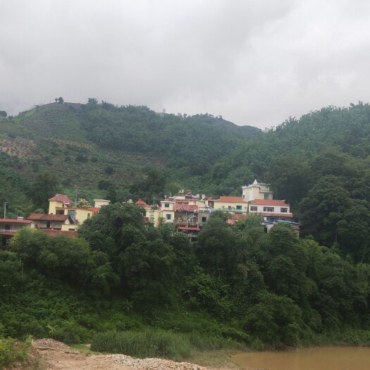 金平县傣味酸笋丝，纯竹笋，自然发酵而成，无防腐剂