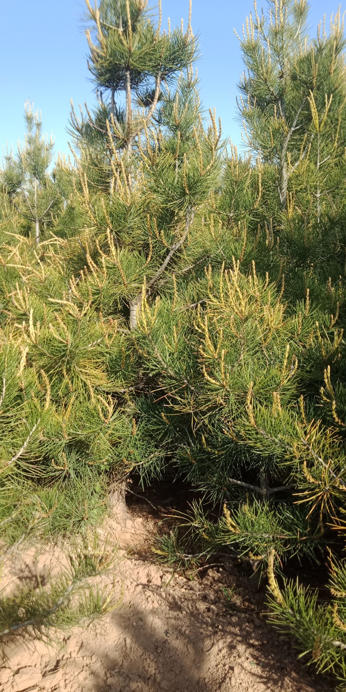 一米至二米五白皮松定植苗