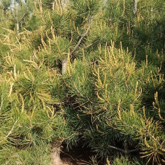 绛县 一米至二米五白皮松定植苗
