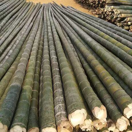 天峨县 万亩毛竹，羊床，竹杆，竹片加工