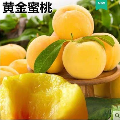 盖州市黄金蜜桃树苗 嫁接苗，现挖现发，保湿发货，产地直发，品种纯正
