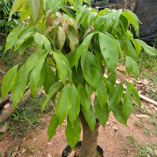 灵山县 荔枝苗，分枝树荔枝苗，五到八公分