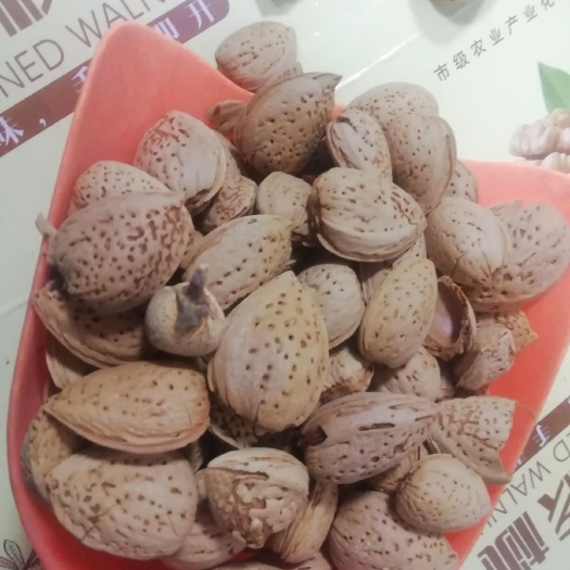寿县生 巴旦木刀果特大珍珠