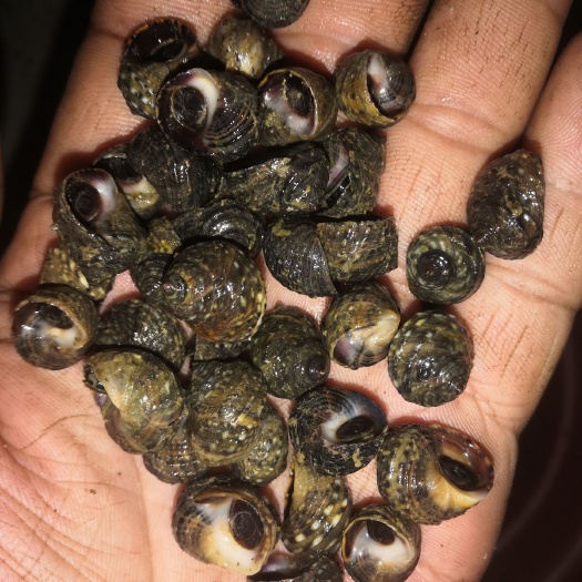 沙包螺 香波螺，晒不死，芝麻螺