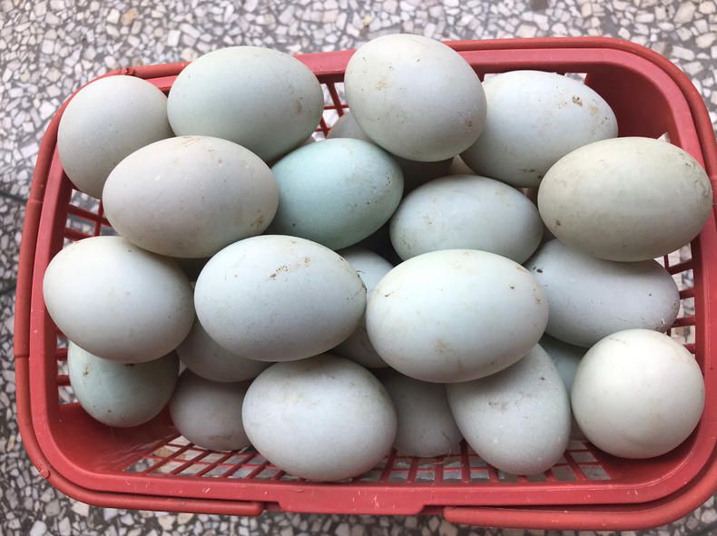 湖南土鸭蛋受精鸭蛋批发