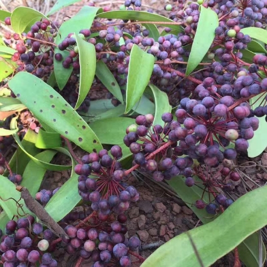 柳州 土茯苓种子