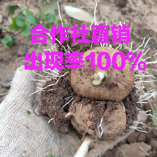 亳州藏红花种球西红花种球番红花种球批发产地直销一手货源