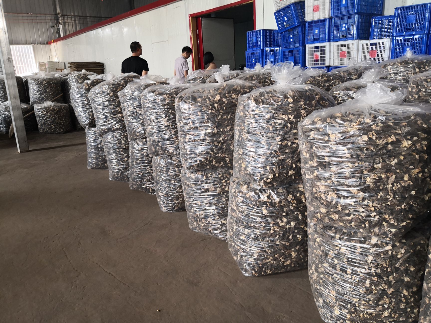  包邮羊肚菌 剪柄羊肚菌 带柄货 焦片通货